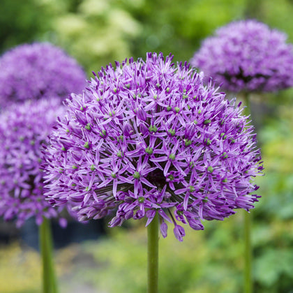 Gorgeous Allium Bulbs for Sale | Aflatunense Purple Sensation – Easy To ...