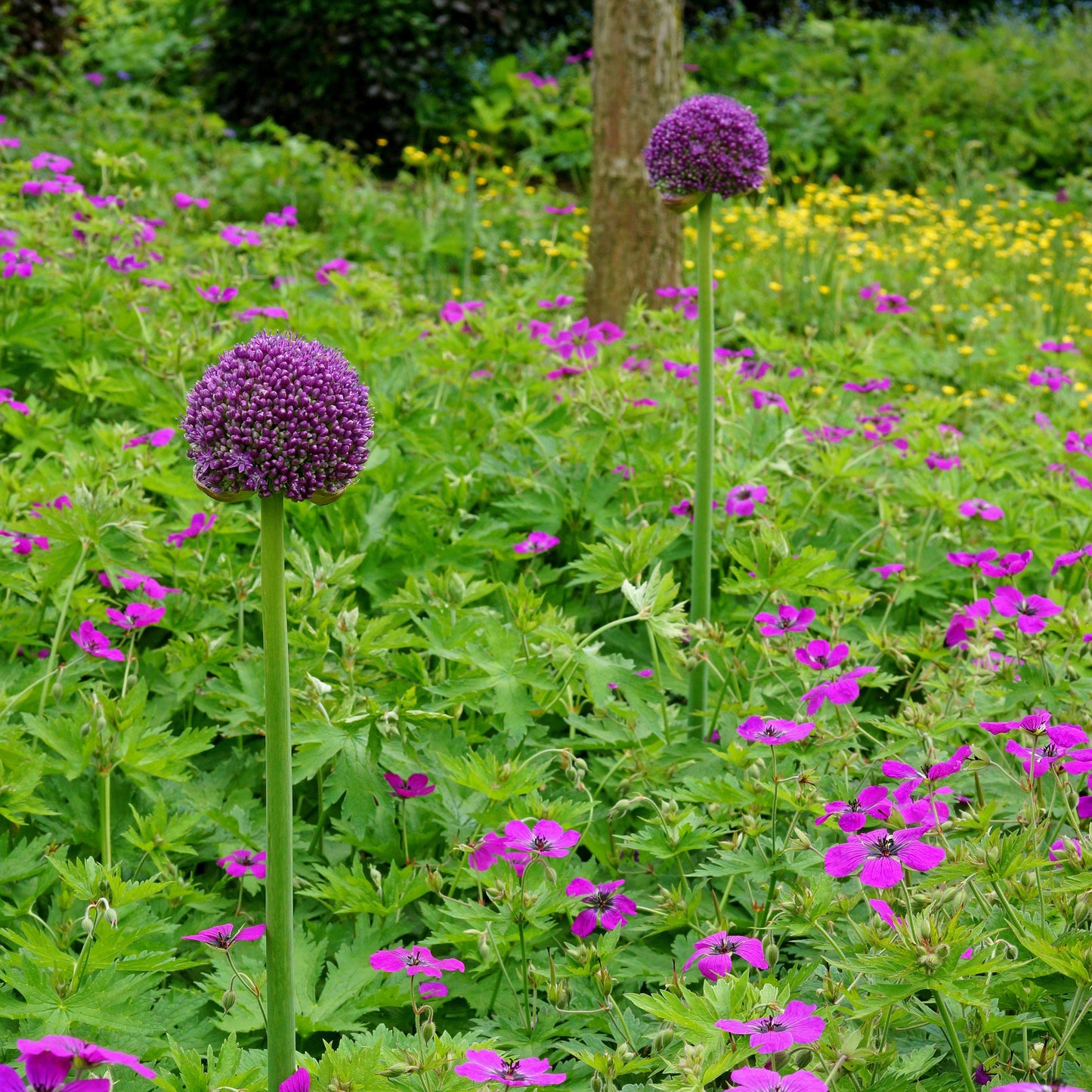 Tightly-Clustered Tiny Purple Buds of Allium Giganteum