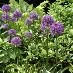 allium giganteum rosa