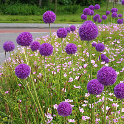 Multiple Sphere-Shaped Allium Blooms