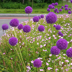 allium giganteum rosa