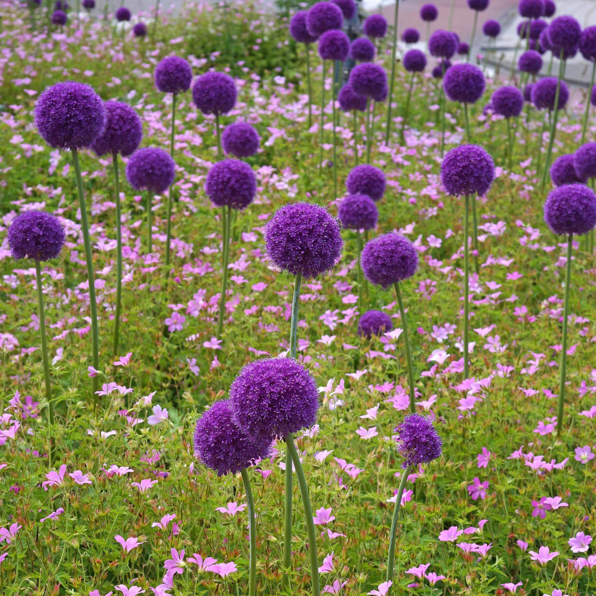 Allium Giganteum Blooms