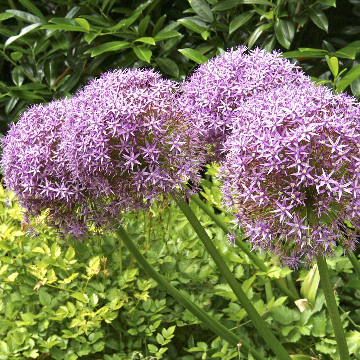 Giant Violet Allium Blossoms