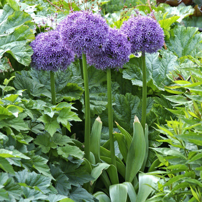 A Quartet of Flowering Allium Stalks