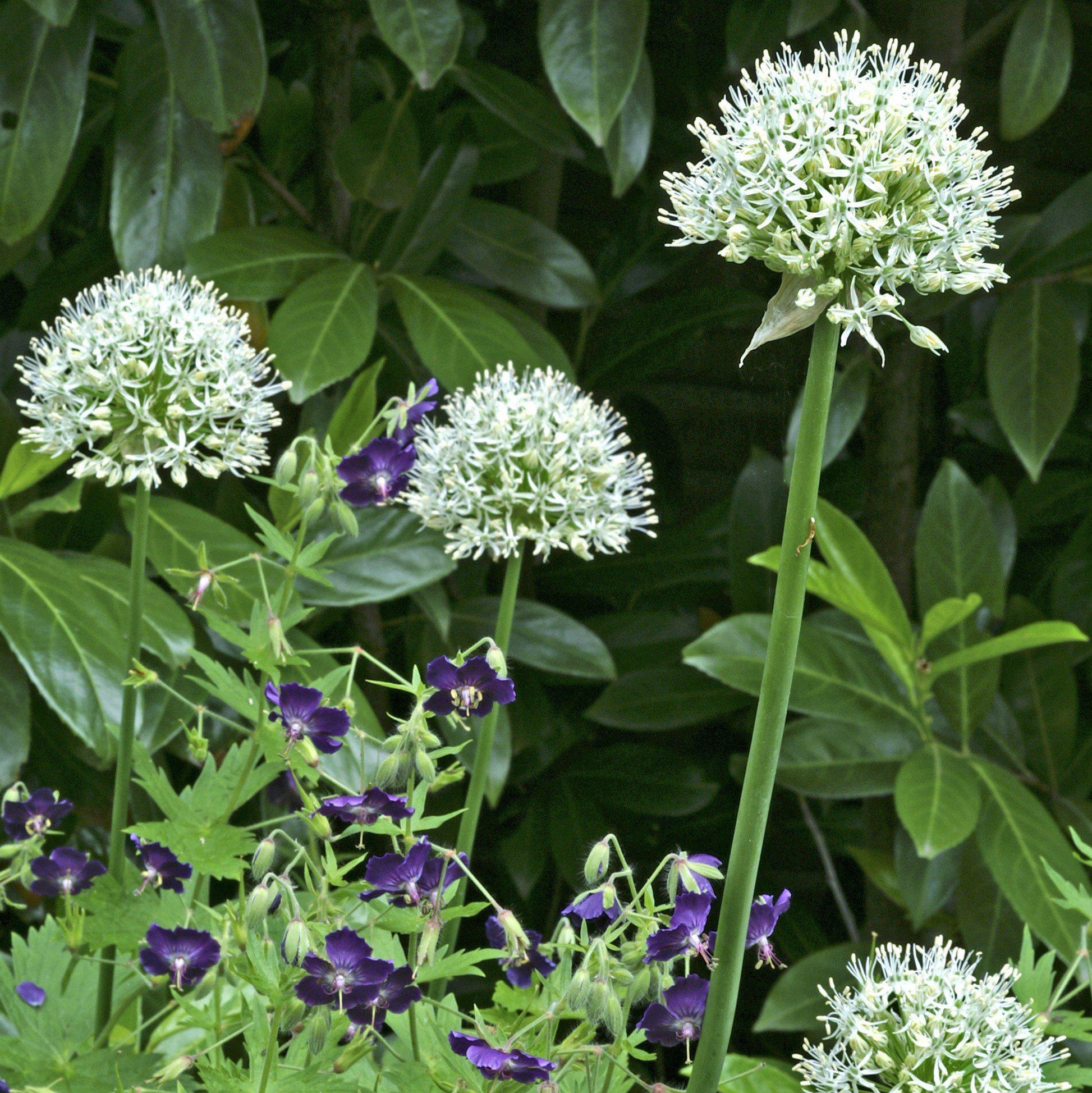 A Trio of Allium Mount Everest Stalks