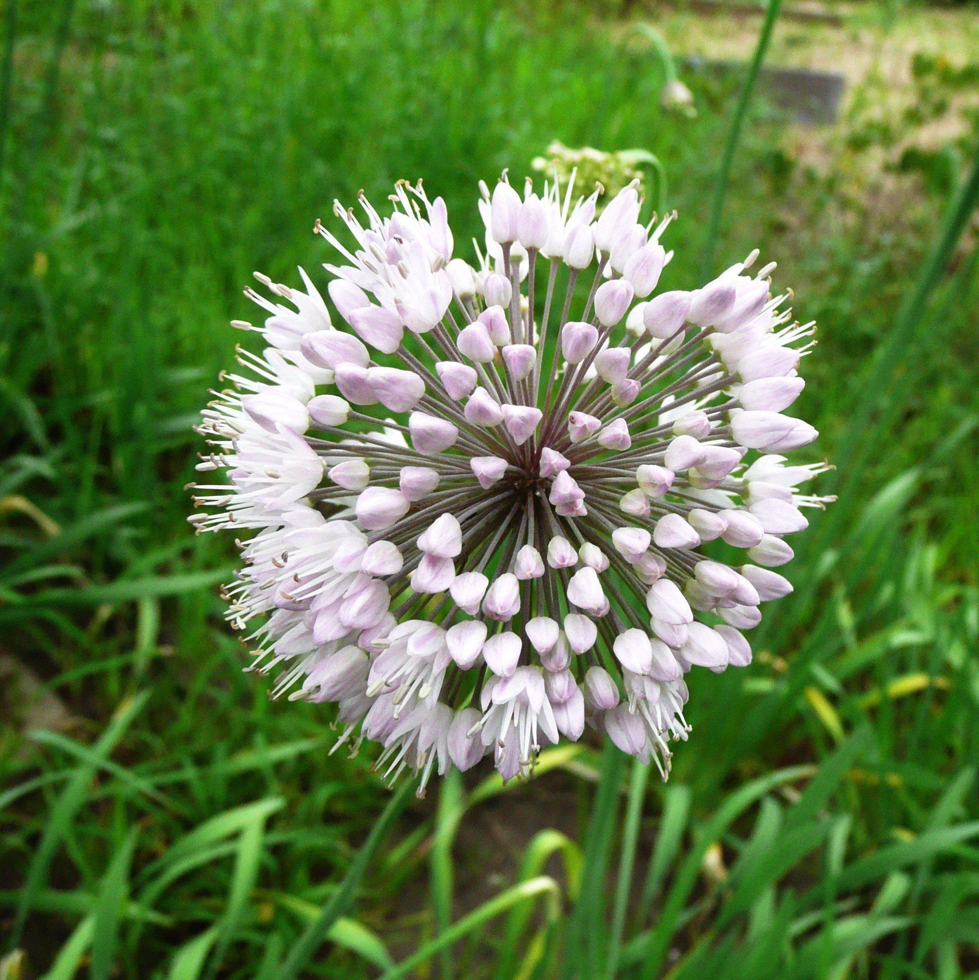 White Allium Neopolitanum