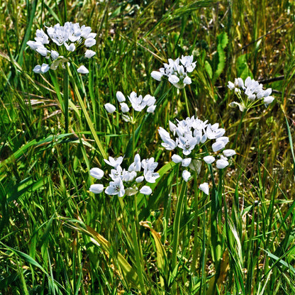 Tiny White Allium Blooms in Tall Grass