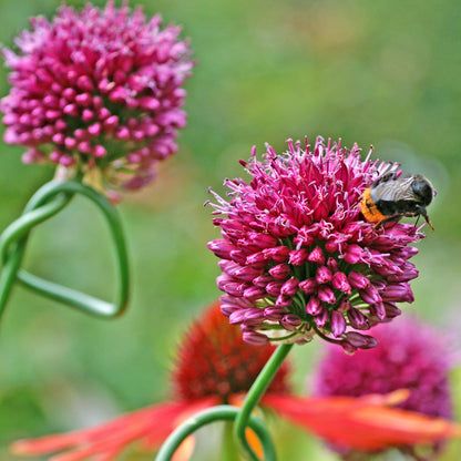 Oval-Shaped "Drumstick" Allium