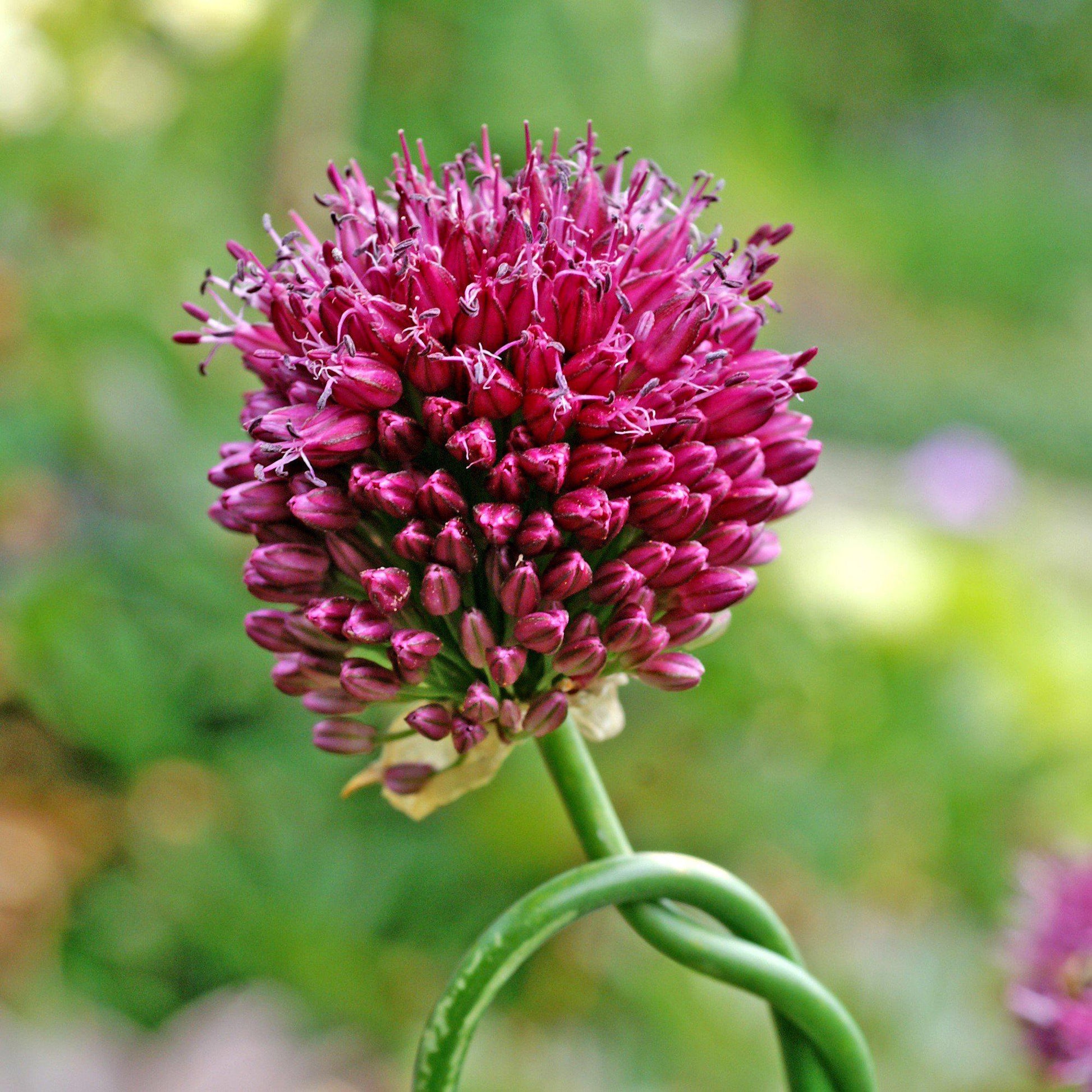 Wine Red Allium Sphaerocephalon