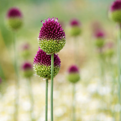 Allium - Garden Sprinkles Collection