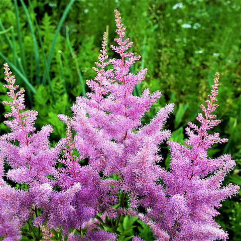 Astilbe Planting Guide – Easy To Grow Bulbs