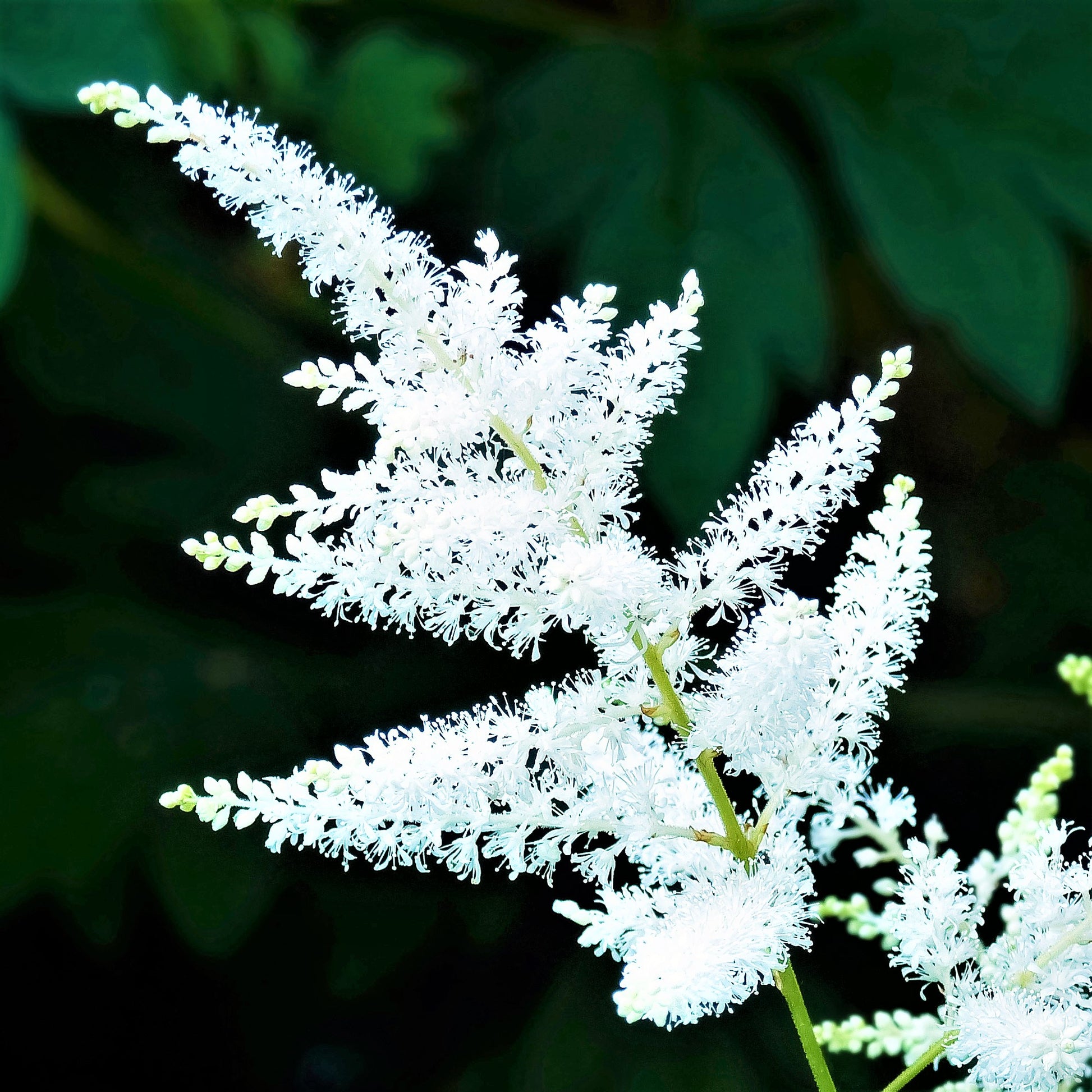 An Astilbe Bridal Veil Branch Full of Blooms