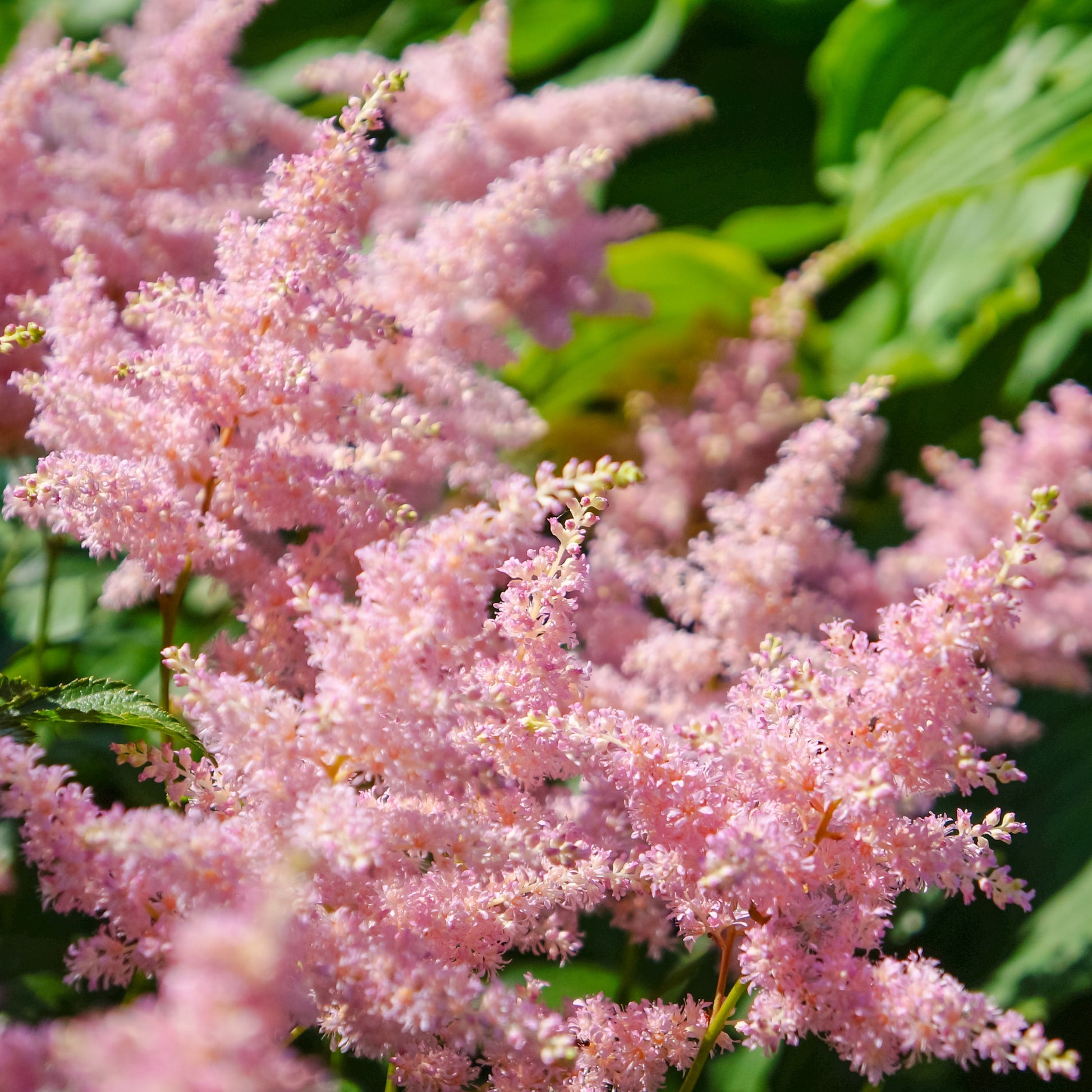 Astilbe Europa