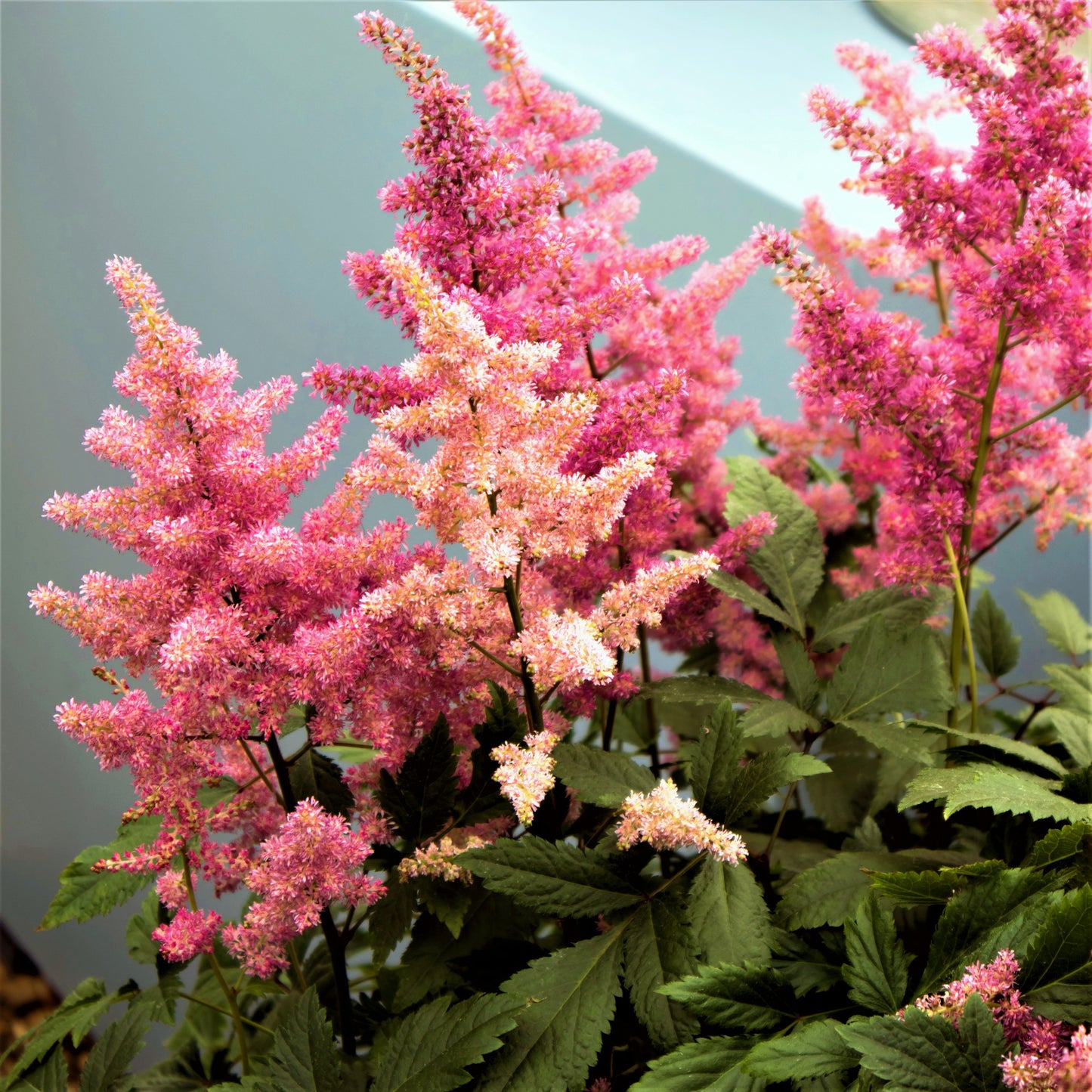 Multi-Color Pink Astilbe