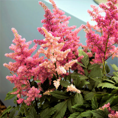 Multi-Color Pink Astilbe