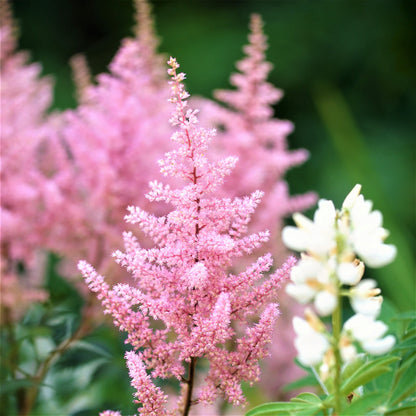 Light Pink Astilbe Europa