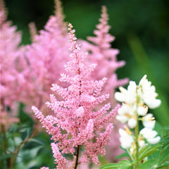 Astilbe Bareroots for Sale – Easy To Grow Bulbs