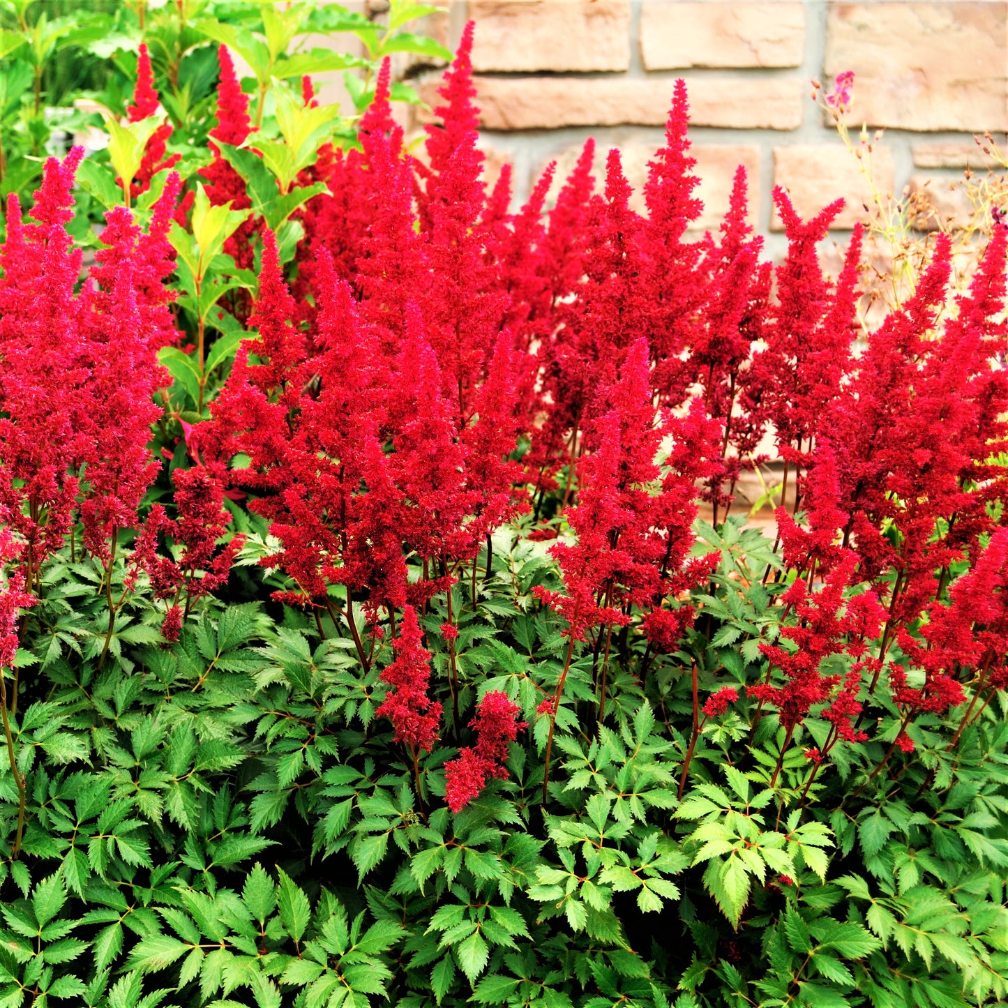 Feathery Red Blooms of Astilbe Fanal