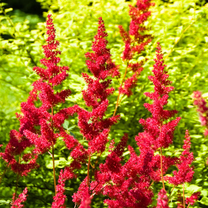 Red Astilbe Fanal