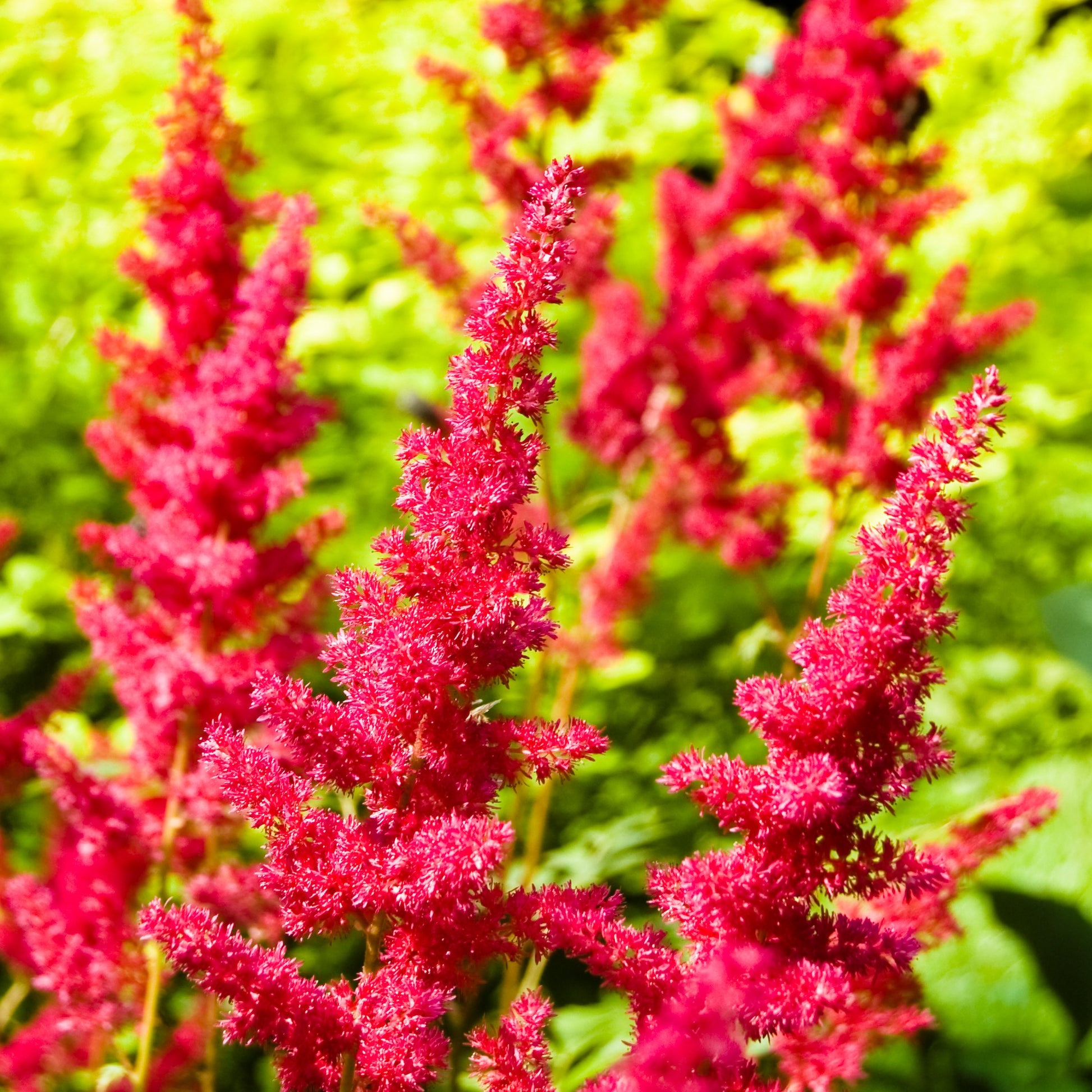 Fiery Red Blooms of Astilbe Fanal