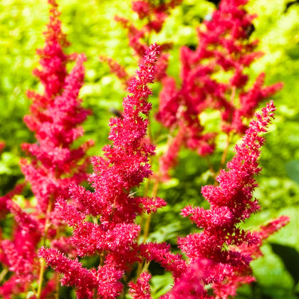 Rich Red Astilbe Bare Root Plants for Sale Online | Fanal – Easy To ...