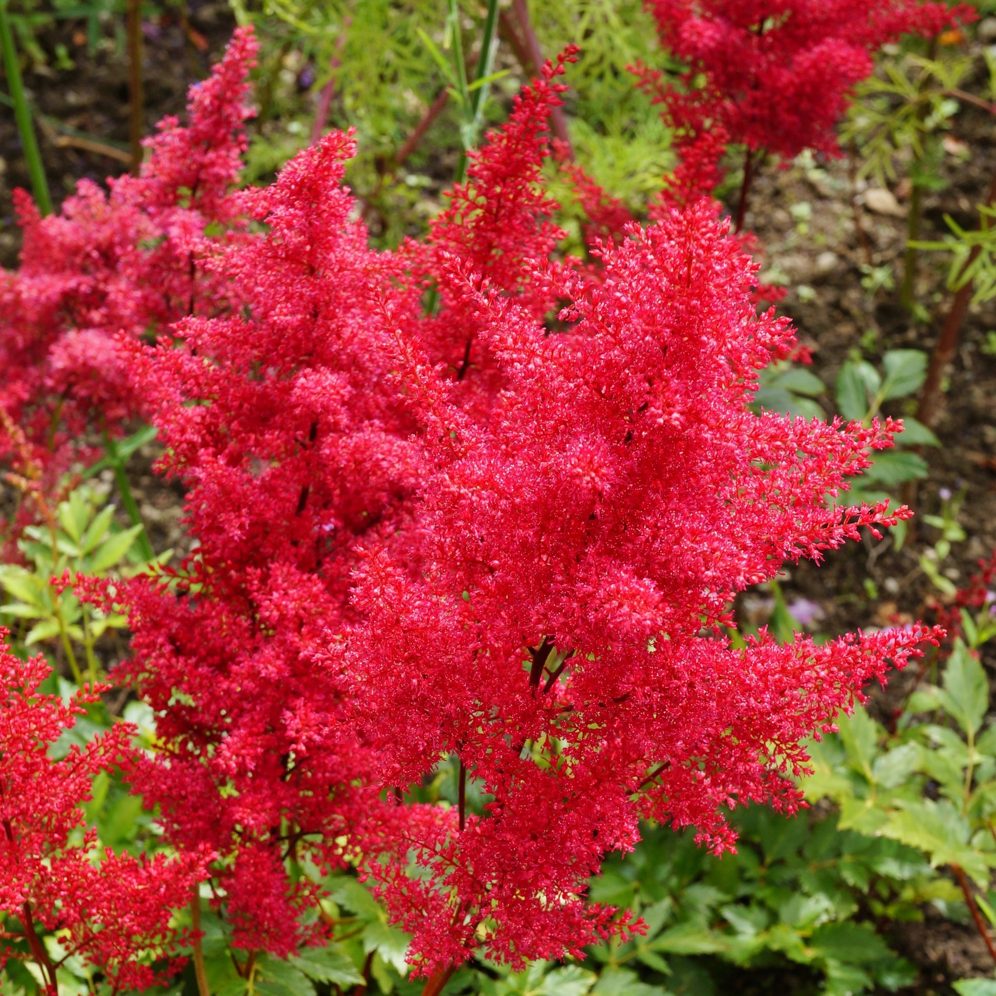 Exceptionally red feathery blooms truly glow in the shady garden with this astilbe