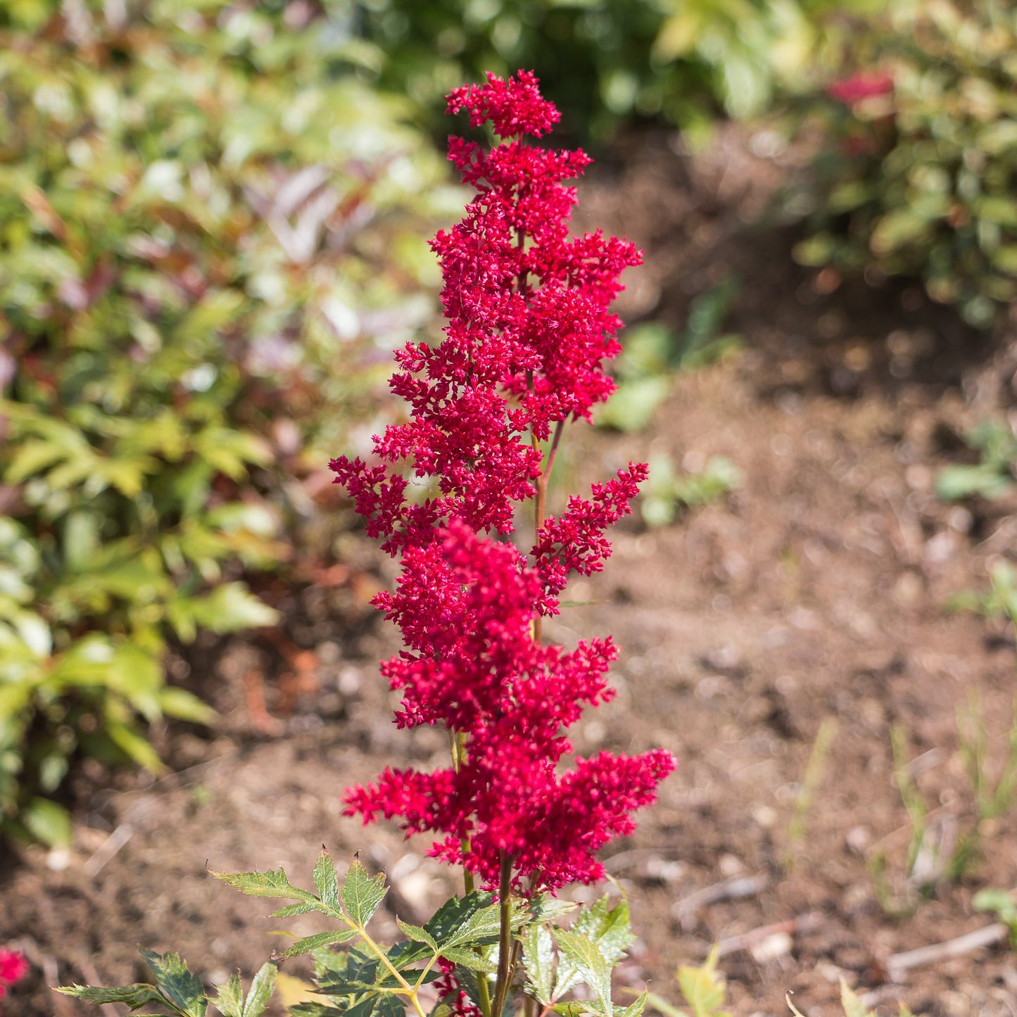 A Singular Branch of Bold Red Astilbe Fanal