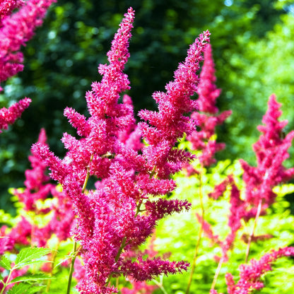 Rosy Lavender-Hued Astilbe Maggie Daley