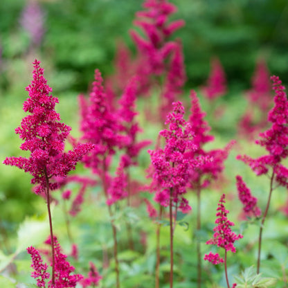 Pink Astilbe Plants