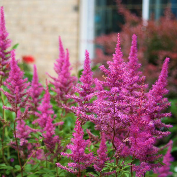 Rosy Lavender Astilbe Bare Root Plants for Sale | Maggie Daley – Easy ...