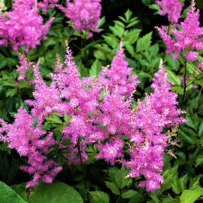 Astilbe Vision