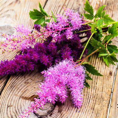 Lovely Cut Stems of Vision Astilbe