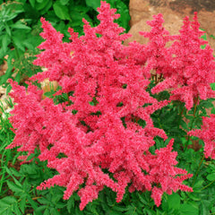 Astilbe Planting Guide – Easy To Grow Bulbs