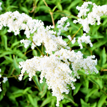 White Astilbe Bare Root Plants for Sale Online | Younique White – Easy ...