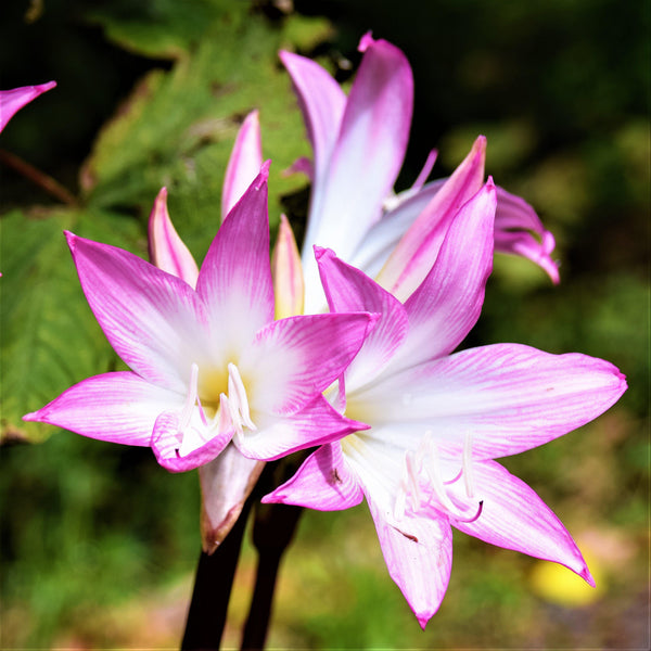 Belladonna Lily Bulbs for Sale | Naked Lady Bulbs – Easy To Grow Bulbs