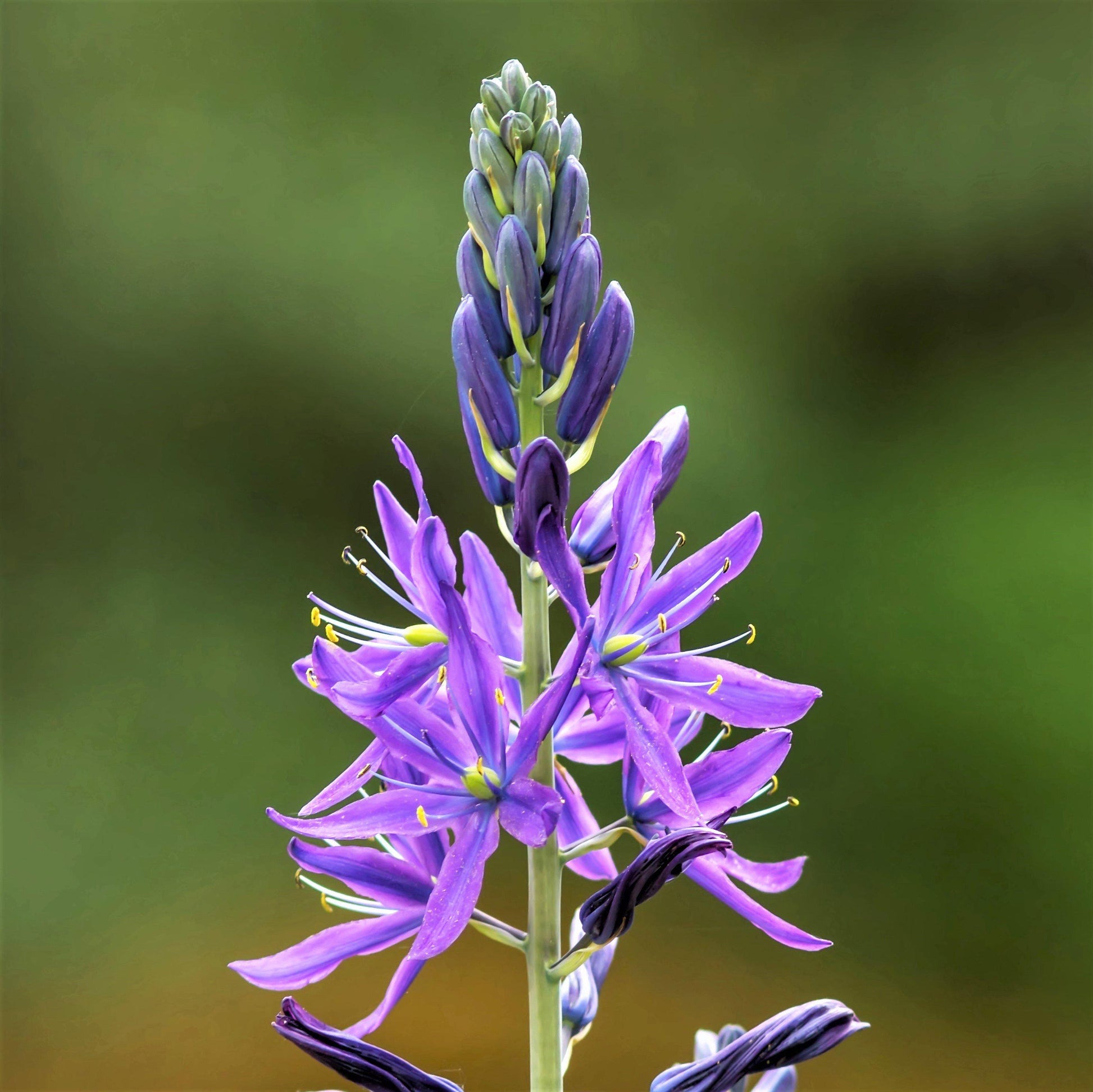 Single Camassia Esculenta