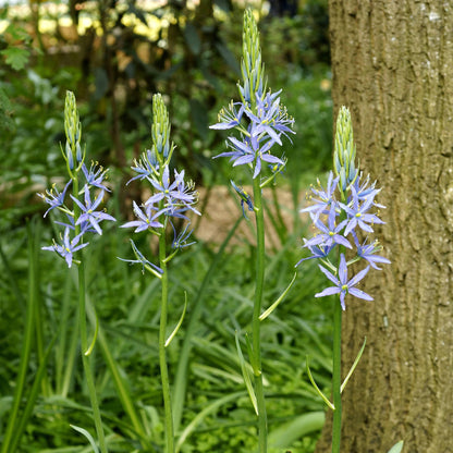 Camassia Quamash Blue Melody plants