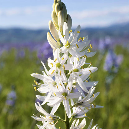 Camassia Sacajawea Flower