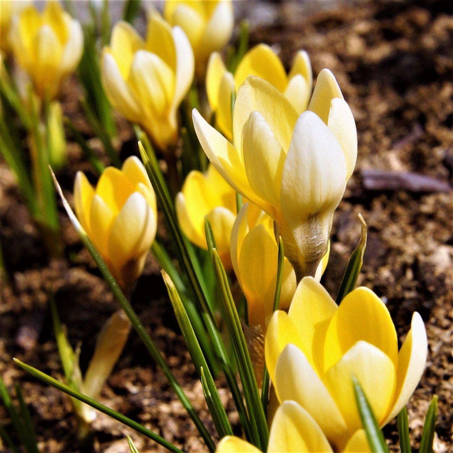 Yellow Planted Crocus Chrysanthus Cream Beauty Flowers