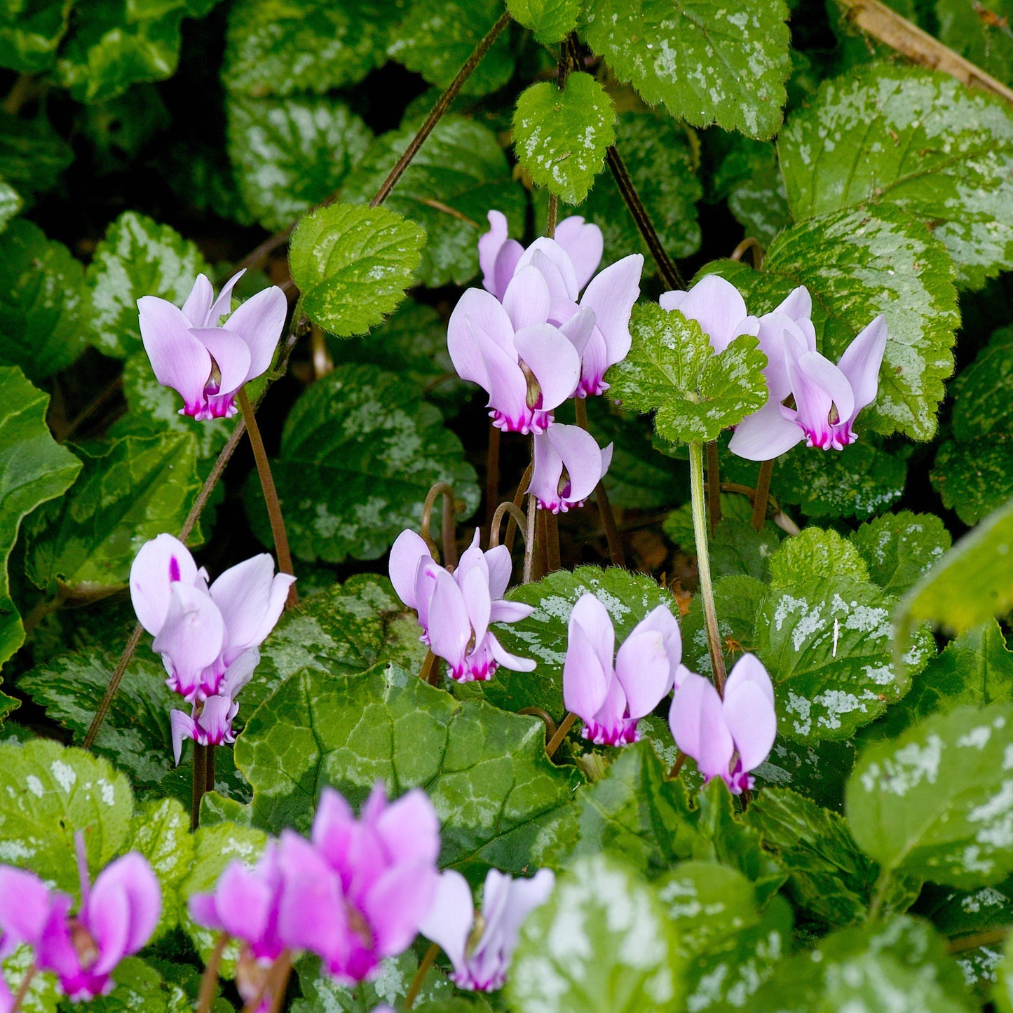 Hardy Cyclamen Hederifolium