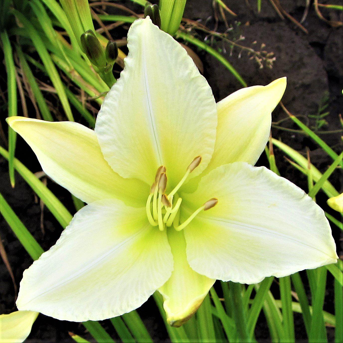 Light yellow daylily gentle shepherd