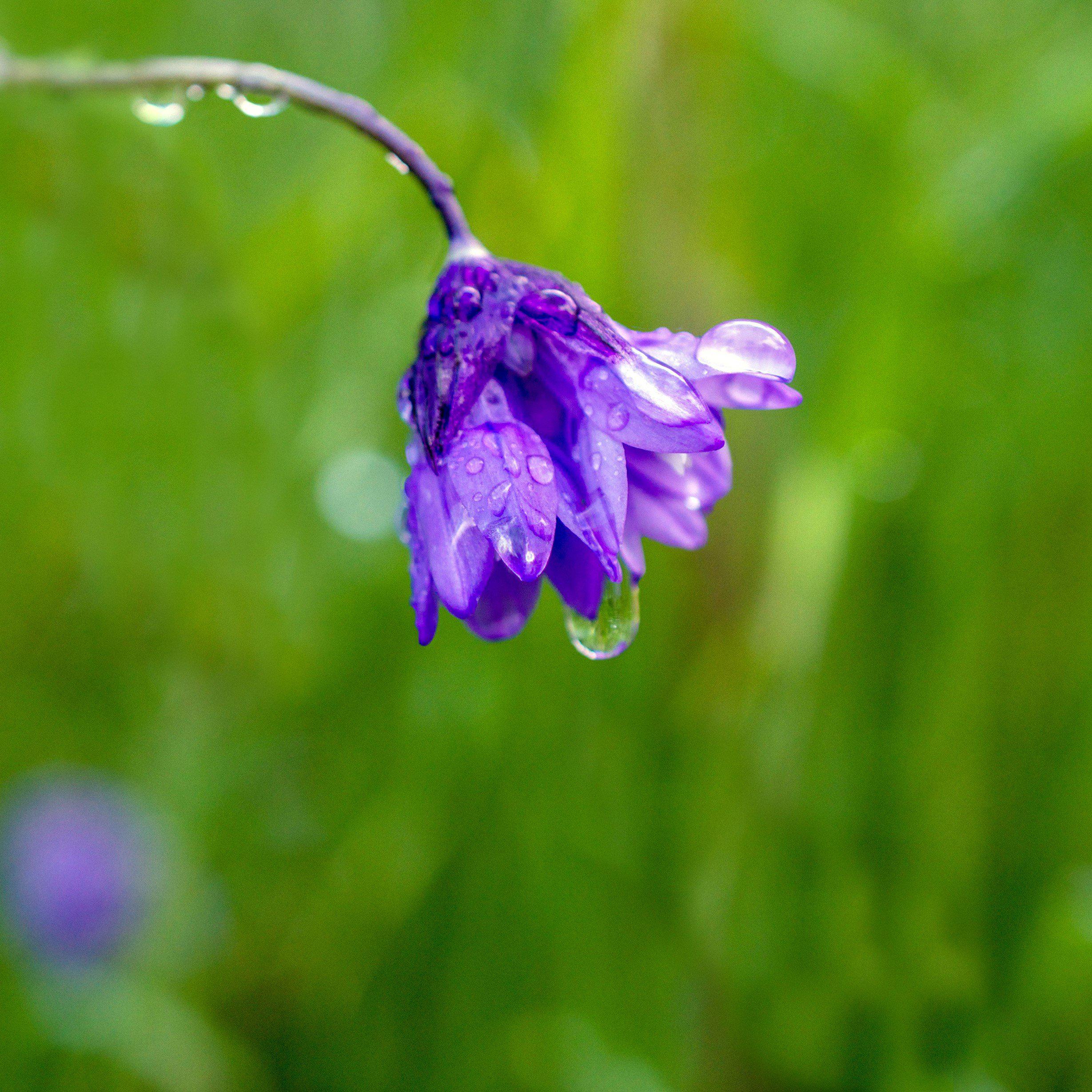 Lovely Purple Dichelostemma Bulbs For Sale | Congestum – Easy To Grow Bulbs