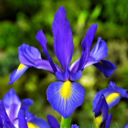 Lovely Blue & Yellow Dutch Iris Bulbs For Sale Online | Telstar – Easy ...