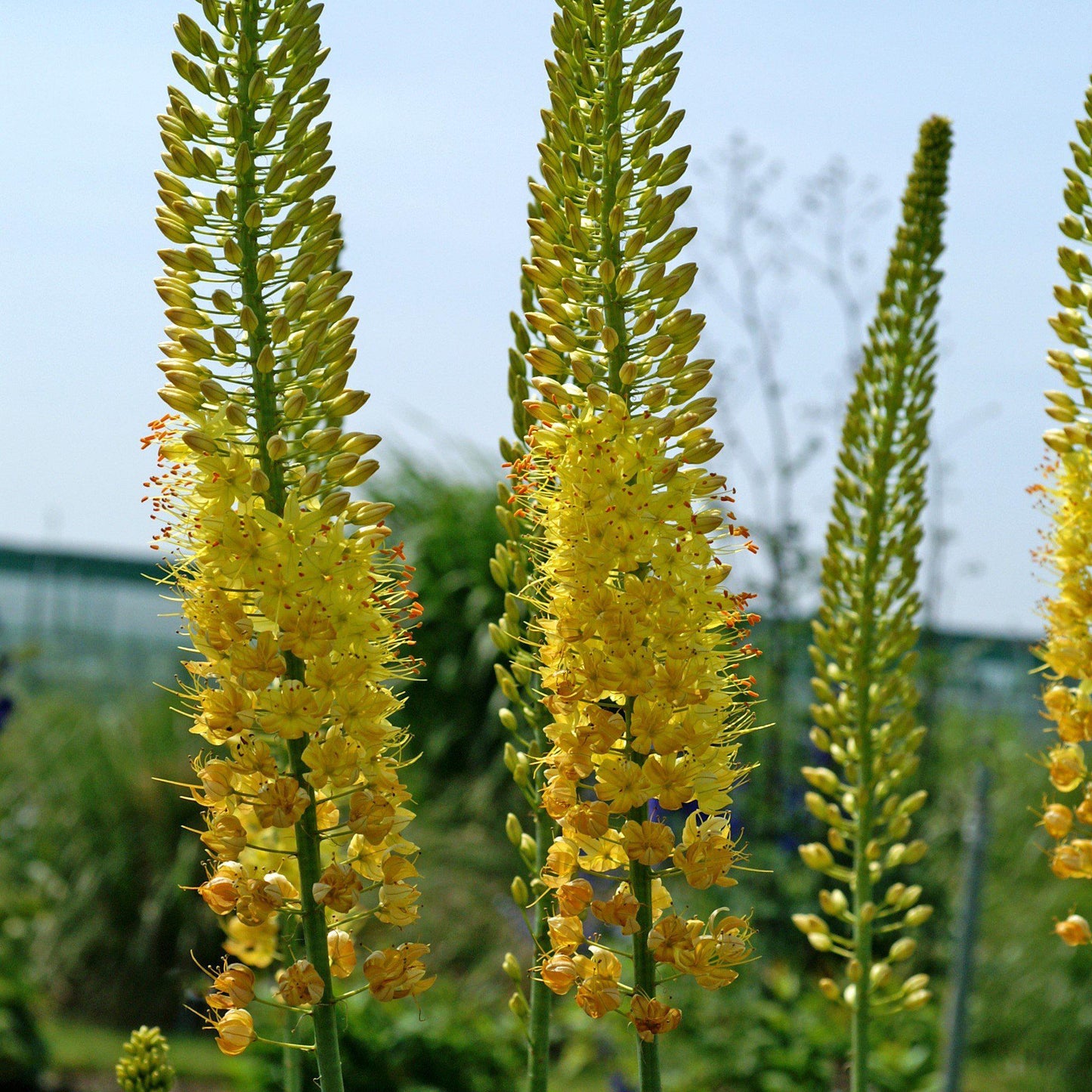 Blooming Yellow Eremurus