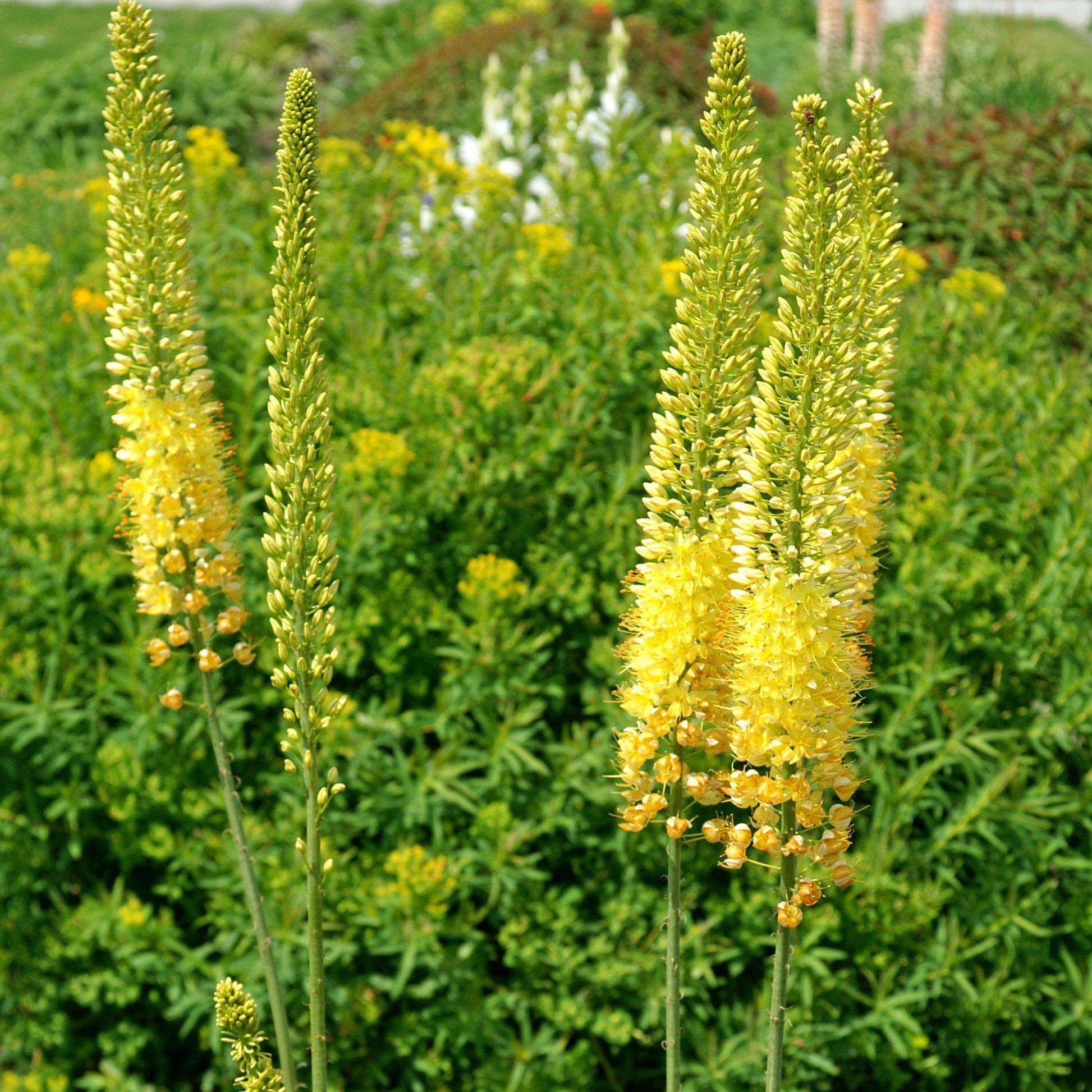 Blooming Yellow Eremurus