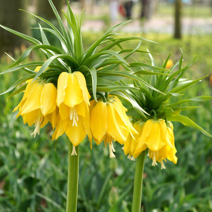 Bold Yellow Fritillaria Bulbs for Sale | Crown Imperial Yellow – Easy ...