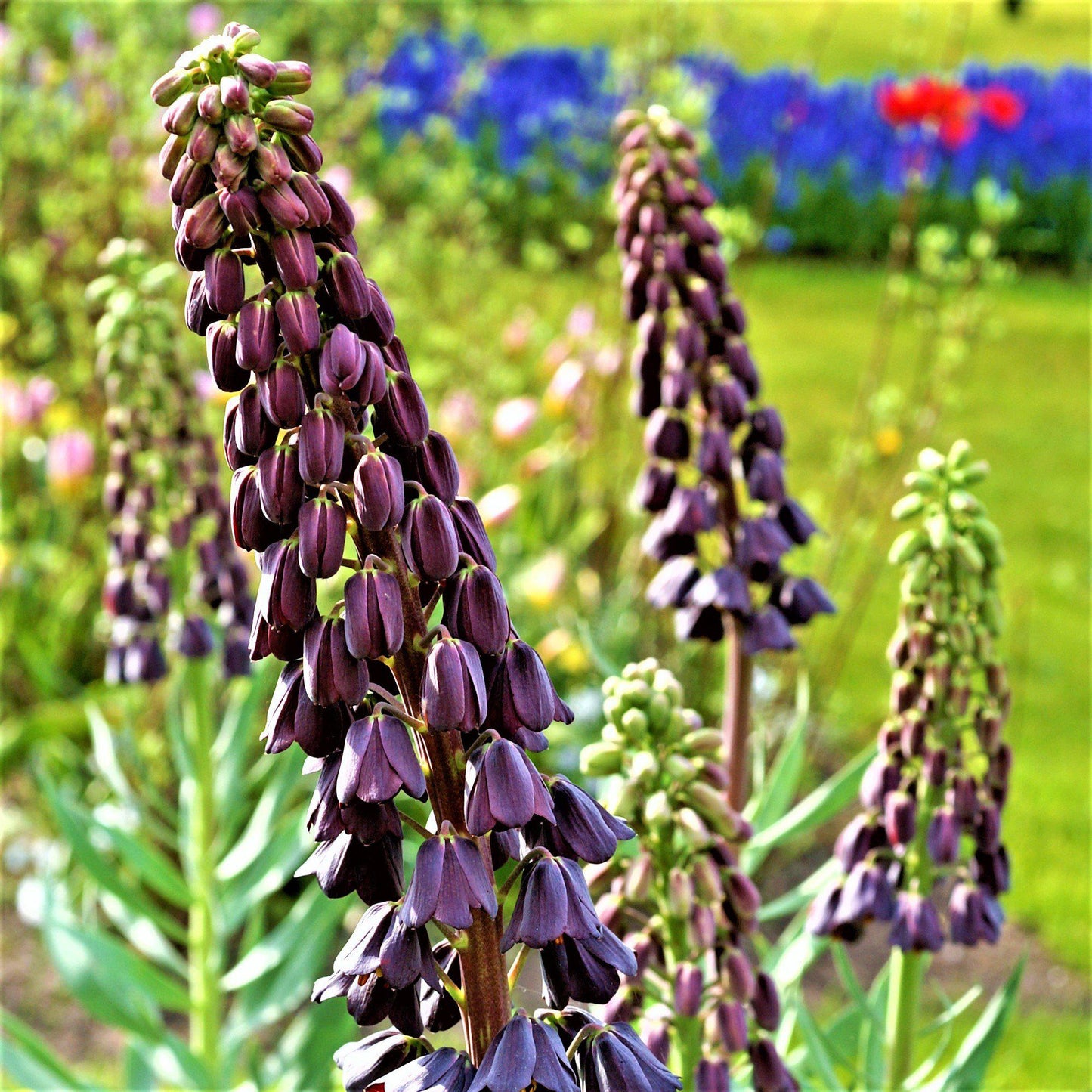 purple fritillaria blooms