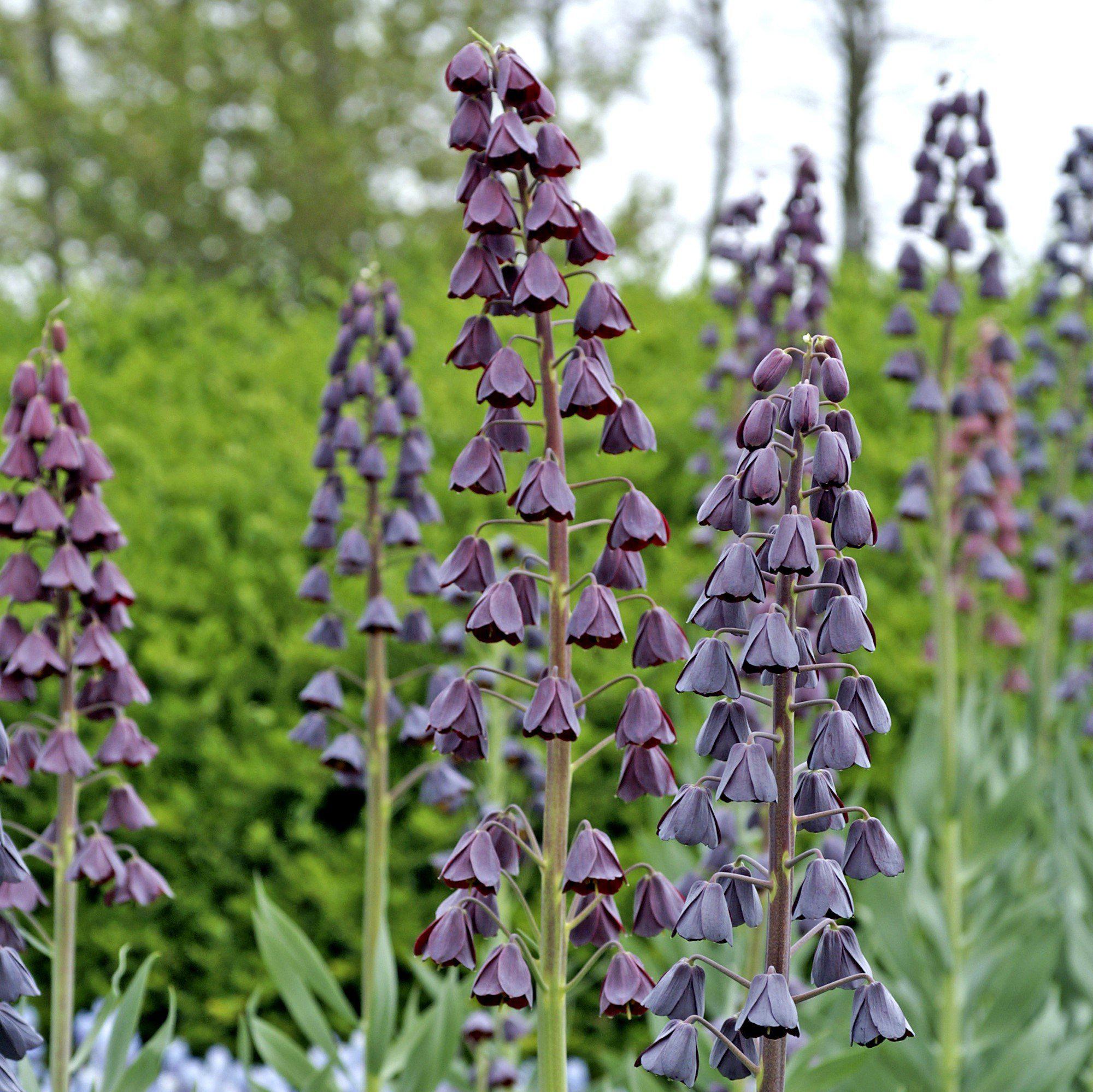 Dark Purple Fritillaria Bulbs For Sale Online 