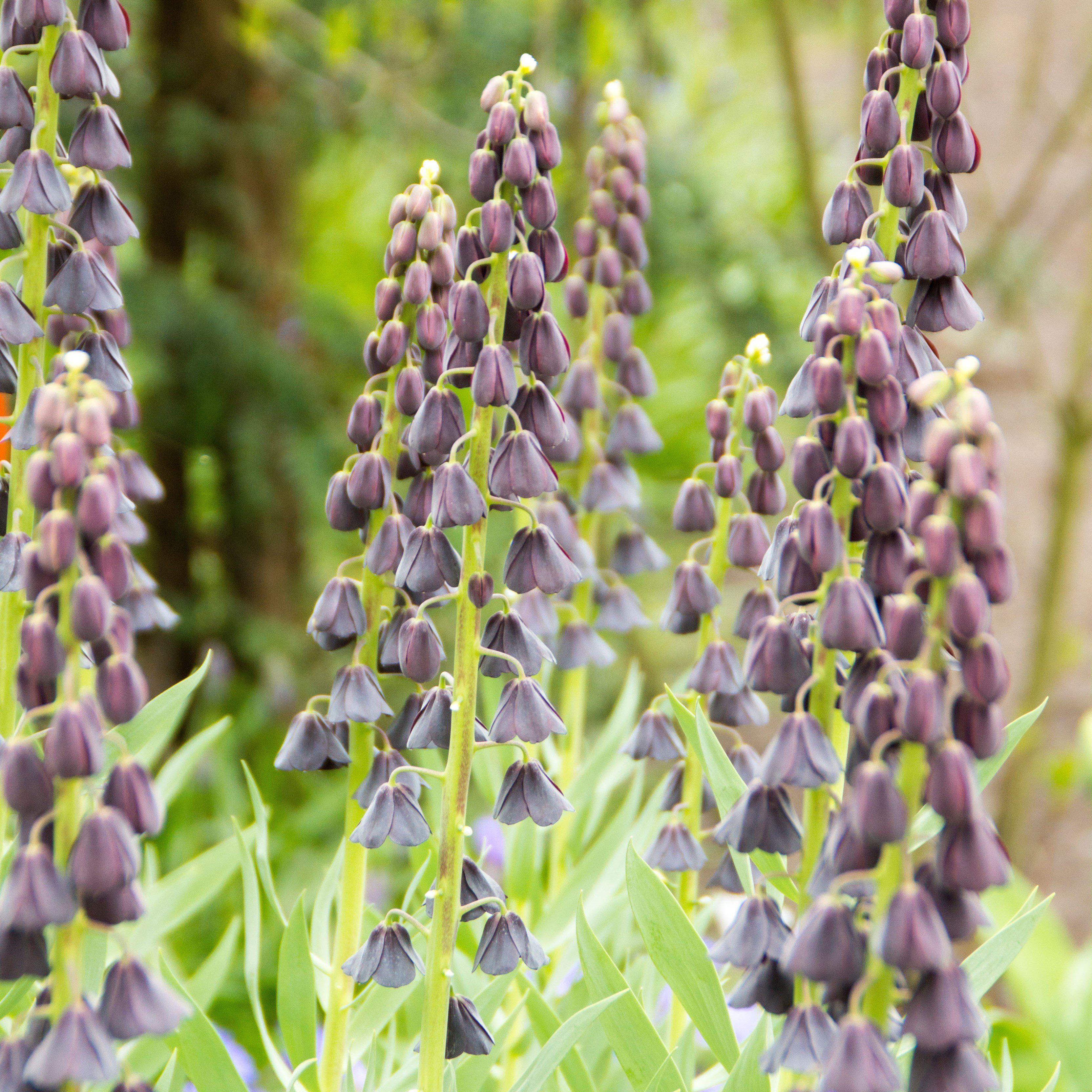 Dark Purple Fritillaria Bulbs for Sale Online | Persica Plum Bells ...