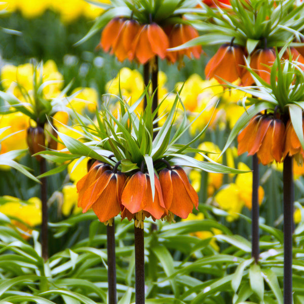 Brilliant Fritillaria Bulbs For Sale Online | Crown Imperial Red – Easy ...